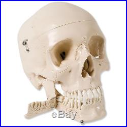 3B Scientific W10532 4 Part Skull Model with Teeth for Extracti. New Free Ship