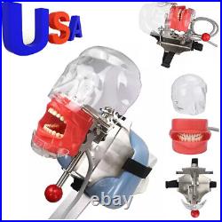 US Ship Dental Simple Head Model simulator Teeth model dental simulation unit