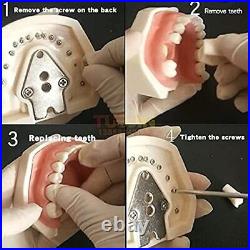 US Ship Dental Simple Head Model simulator Teeth model dental simulation unit